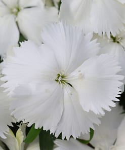 Çin Karanfili ( Kokulu Çok Çiçekli ) - Beyaz Renkli - 8 Tohum