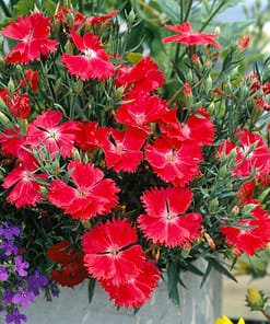 Çin Karanfili ( Kokulu Çok Çiçekli ) - Kırmızı Renkli - 8 Tohum