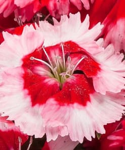 Çin Karanfili ( Kokulu Çok Çiçekli ) - Kırmızı Beyaz Renkli - 8 Tohum