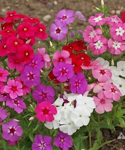 Floks Çiçeği Tohumu ( Çok Çiçekli Kalıcı ) Karışık Renkli - 10 Tohum