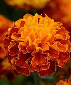 Fransız Kadife Çiçeği Tohumu ( Bodur ) Klasik Renkli - 10 Tohum