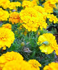 Fransız Kadife Çiçeği Tohumu ( Bodur ) Sarı Renkli - 10 Tohum