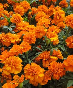 Fransız Kadife Çiçeği Tohumu ( Bodur ) Turuncu Renkli - 10 Tohum