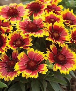 Gayret Çiçeği Tohumu ( Kobold ) Sarı - Kırmızı - 8 Tohum