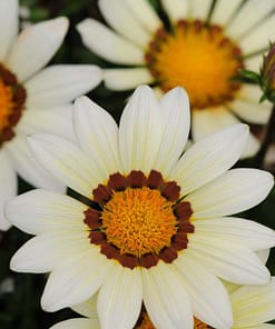 Gazanya Çiçeği Tohumu ( Büyük Çiçek Kalıcı ) Beyaz Renkli - 8 Tohum