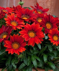 Gazanya Çiçeği Tohumu ( Büyük Çiçek Kalıcı ) Kırmızı Renkli - 8 Tohum