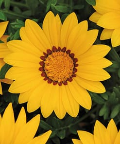 Gazanya Çiçeği Tohumu ( Büyük Çiçek Kalıcı ) Sarı Renkli - 8 Tohum