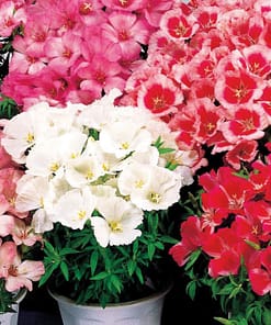 Godetya Tohumu ( Bahçe Açelyası ) Karışık Renkli - 5 Tohum