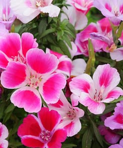 Godetya Çiçeği Tohumu ( Büyük Çiçek Bahçe Açelyası ) Karışık Renkli - 5 Tohum