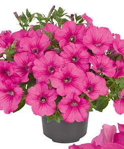 Petunya Çiçeği Tohumu ( İri çiçekli Bodur ) Gül Renkli - 15 Tohum