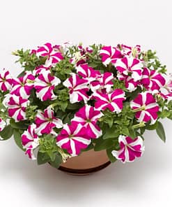 Petunya Çiçeği Tohumu ( İri çiçekli Bodur ) Gül Yıldız Renkli - 15 Tohum