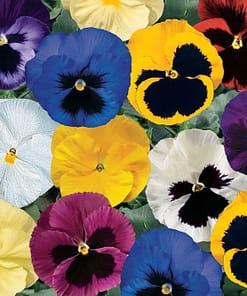 Hercai Menekşe Tohumu ( İri Çiçek, Çift Renk ) Karışık Renkli - 10 Tohum