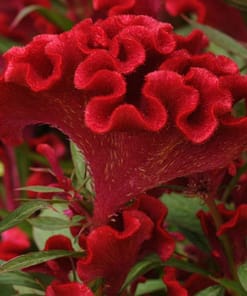 Horoz İbiği Tohumu ( Balta Geniş Çiçek ) - Kırmızı Renkli - 40 Tohum