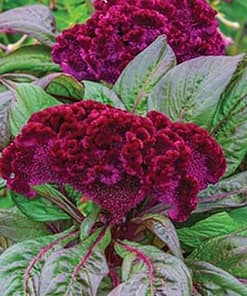 Horoz İbiği Tohumu ( Balta Geniş Çiçek ) - Mor Renkli - 40 Tohum