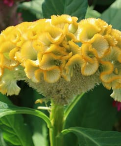 Horoz İbiği Tohumu ( Balta Geniş Çiçek ) - Sarı Renkli - 40 Tohum