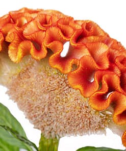 Horoz İbiği Tohumu ( Balta Geniş Çiçek ) - Turuncu Renkli - 40 Tohum