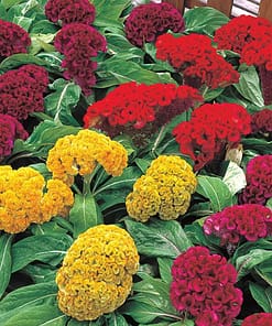 Horoz İbiği Tohumu ( Balta ) Karışık Renkli - 20 Tohum