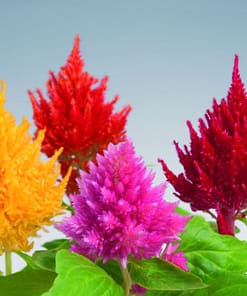 Horoz İbiği Tohumu ( Püskül ) Karışık Renkli - 20 Tohum