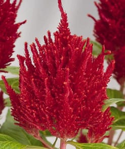 Horoz İbiği Tohumu ( Tüy Uzun Boylu ) - Kırmızı Renkli - 40 Tohum