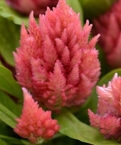 Horoz İbiği Tohumu ( Tüy Uzun Boylu ) - Pembe Renkli - 40 Tohum