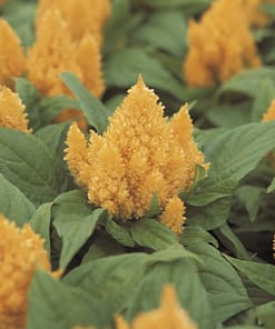 Horoz İbiği Tohumu ( Tüy Uzun Boylu ) - Sarı Renkli - 40 Tohum