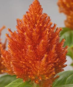 Horoz İbiği Tohumu ( Tüy Uzun Boylu ) - Turuncu Renkli - 40 Tohum