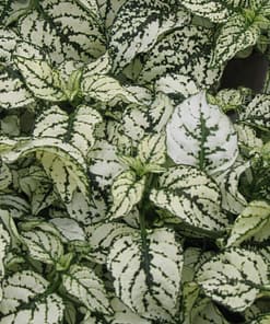 Hostes Çiçeği Tohumu ( Çilli, Geniş Yaprak ) Beyaz Renkli - 5 Tohum