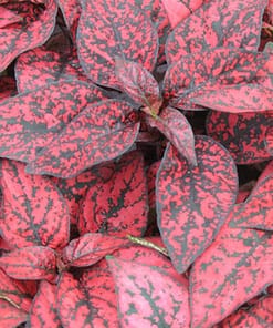 Hostes Çiçeği Tohumu ( Çilli, Geniş Yaprak ) Kırmızı Renkli - 5 Tohum