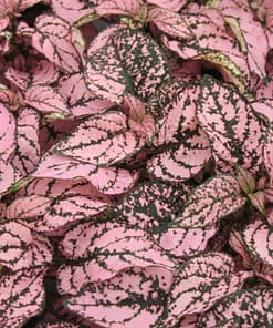 Hostes Çiçeği Tohumu ( Çilli, Geniş Yaprak ) Pembe Renkli - 5 Tohum