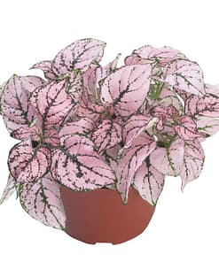 Hostes Çiçeği Tohumu ( Çilli, Geniş Yaprak ) Gül Renkli - 5 Tohum