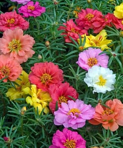 İpek Çiçeği Tohumu ( Katmerli Büyük Çiçekli ) Karışık Renkli - 40 Tohum