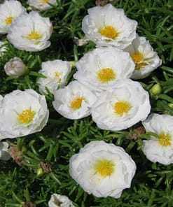 İpek Çiçeği Tohumu ( Katmerli Çok Çiçekli ) Beyaz Renkli - 40 Tohum