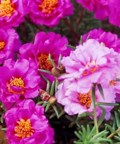 İpek Çiçeği Tohumu ( Katmerli Çok Çiçekli ) Fuşya Renkli - 40 Tohum