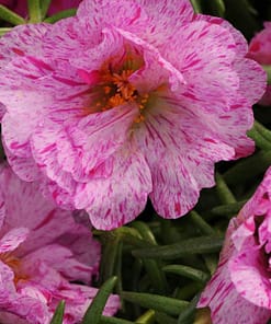 İpek Çiçeği Tohumu ( Katmerli Çok Çiçekli ) Kırcıllı Kırmızı Renkli - 40 Tohum