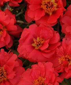 İpek Çiçeği Tohumu ( Katmerli Çok Çiçekli ) Kırmızı Renkli - 40 Tohum