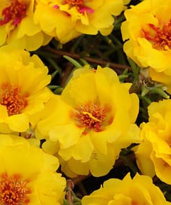 İpek Çiçeği Tohumu ( Katmerli Çok Çiçekli ) Sarı Renkli - 40 Tohum