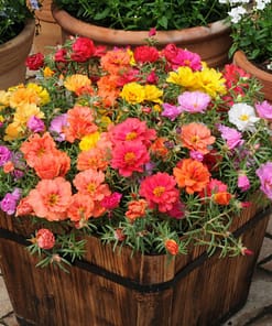 İpek Çiçeği Tohumu ( Katmerli Çok Çiçekli ) Karışık Renkli - 40 Tohum