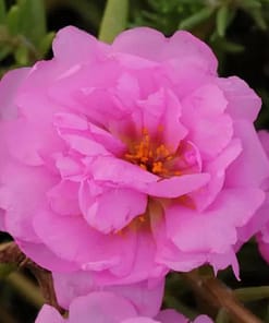 İpek Çiçeği Tohumu ( Katmerli Çok Çiçekli ) Pembe Renkli - 40 Tohum