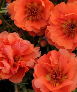 İpek Çiçeği Tohumu ( Katmerli Çok Çiçekli ) Turuncu Renkli - 40 Tohum