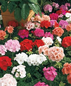 Sardunya Tohumu ( Büyük Top Çiçekli ) Karışık Renkli - 5 Tohum