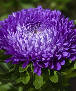 Aster Kasımpatı ( Krizantem ) Mavi Renkli - 20 Tohum