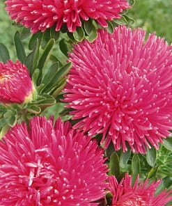 Aster Kasımpatı ( Krizantem ) Burgundy Renkli - 20 Tohum