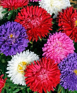 Aster Kasımpatı ( Krizantem ) Karışık Renkli - 20 Tohum