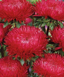 Aster Kasımpatı ( Krizantem ) Kırmızı Renkli - 20 Tohum