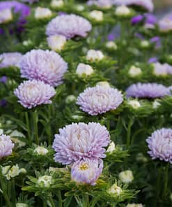 Aster Kasımpatı ( Krizantem ) Lavanta Renkli - 20 Tohum