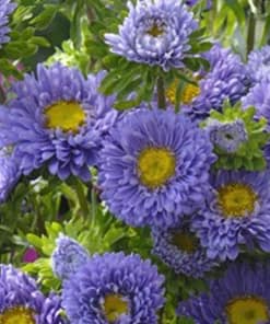 Kasımpatı Çiçeği Tohumu ( Uzun boylu, Kesimlik ) Mavi Renkli - 5 Tohum