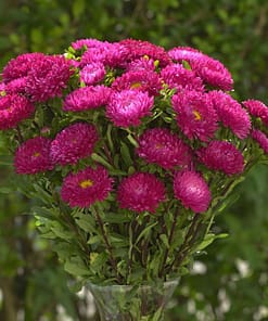 Kasımpatı Çiçeği Tohumu ( Uzun boylu, Kesimlik ) Gül Renkli - 5 Tohum