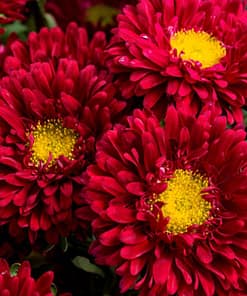 Kasımpatı Çiçeği Tohumu ( Uzun boylu, Kesimlik ) Kırmızı Renkli - 5 Tohum