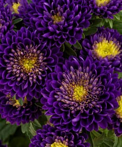 Kasımpatı Çiçeği Tohumu ( Uzun boylu, Kesimlik ) Mor Renkli - 5 Tohum