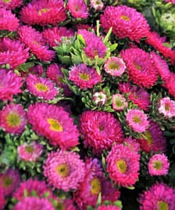 Kasımpatı Çiçeği Tohumu ( Uzun boylu, Kesimlik ) Pembe Renkli - 5 Tohum